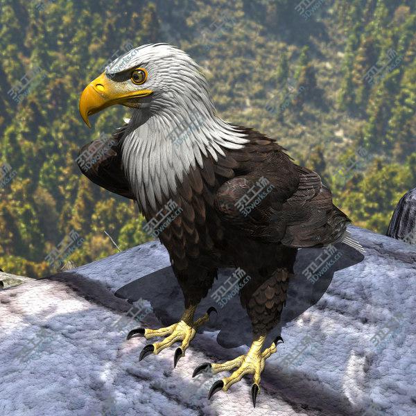 images/goods_img/20210312/American Bald Eagle/2.jpg